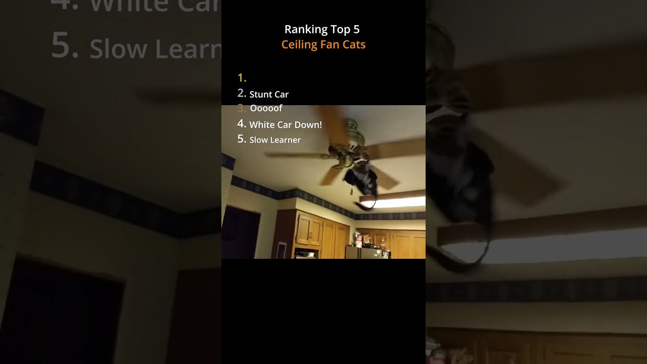 Ranking Top 5 Funny Ceiling Fan Cats! #cat  #shorts