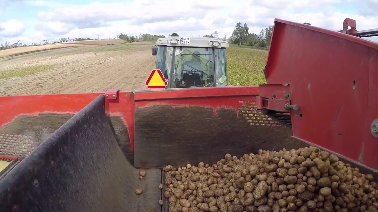 wykopki 2018// Valtra N114e & Massey Ferguson 5445 & Grimme se 75-30