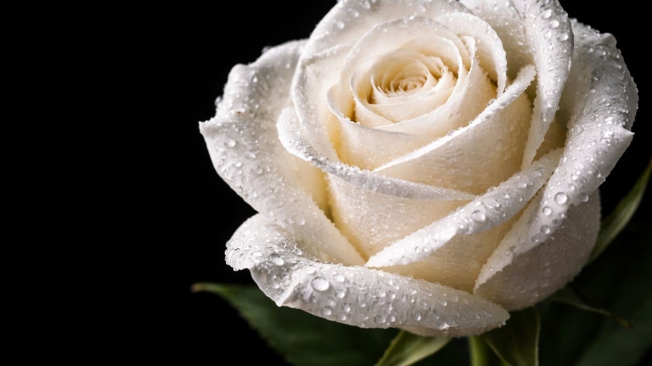 White Rose Screensaver for Frame TV | 4K Black Background Wall Art