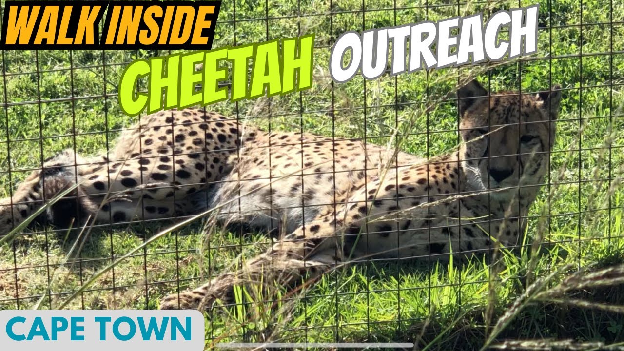Cheetah Outreach Cape Town 🐾 | Meet the Animals & Enjoy Stunning Views #wildanimals #love #animals
