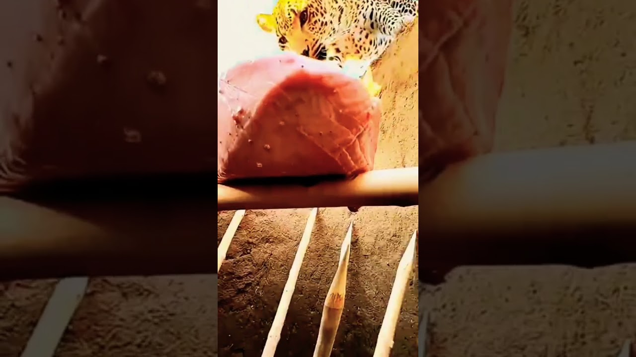 Tourist filmt mit seinem Handy aus einem Safari-Jeep einen extrem schockierenden Moment in den Berge