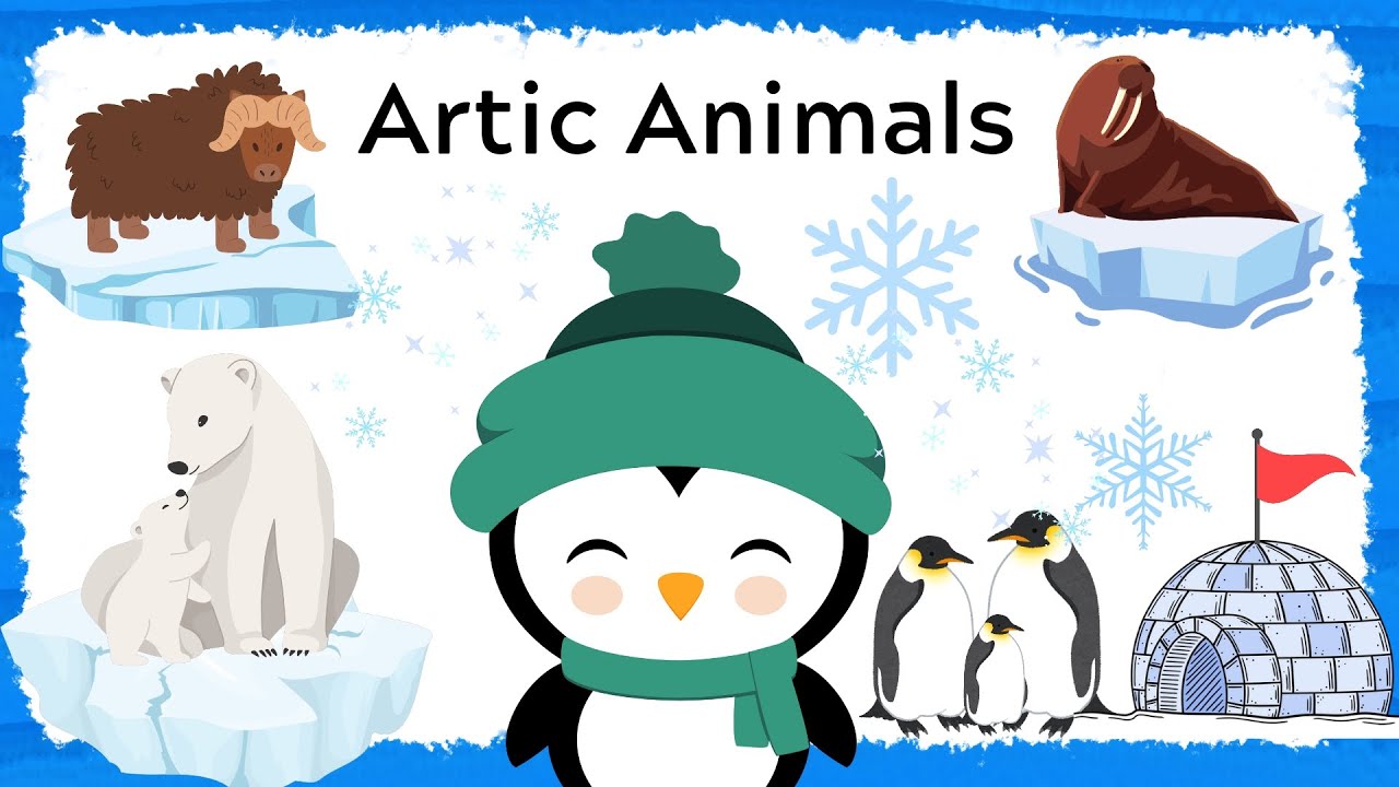 Guess the Artic Animals for kids ?  Wild Animals Pictures and Videos for Toddlers and Preschoolers