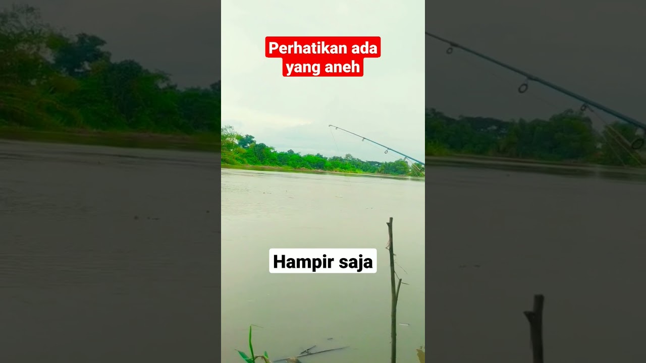 mancing ikan besar telat dikit begini jadinya di muara sungai #shorts #mancing #fishing #sungai