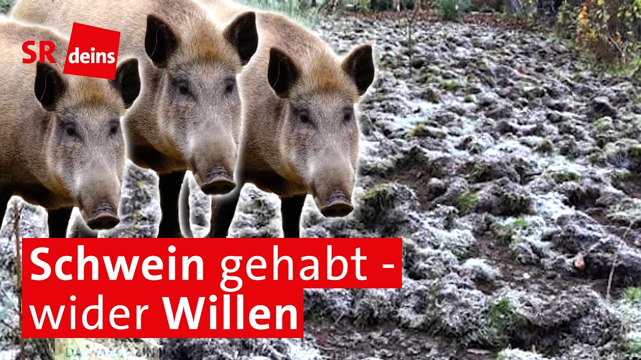 Auch in Saarbrücken verursachen Wildschweine Schäden: Was tun gegen die Plage im Saarland?