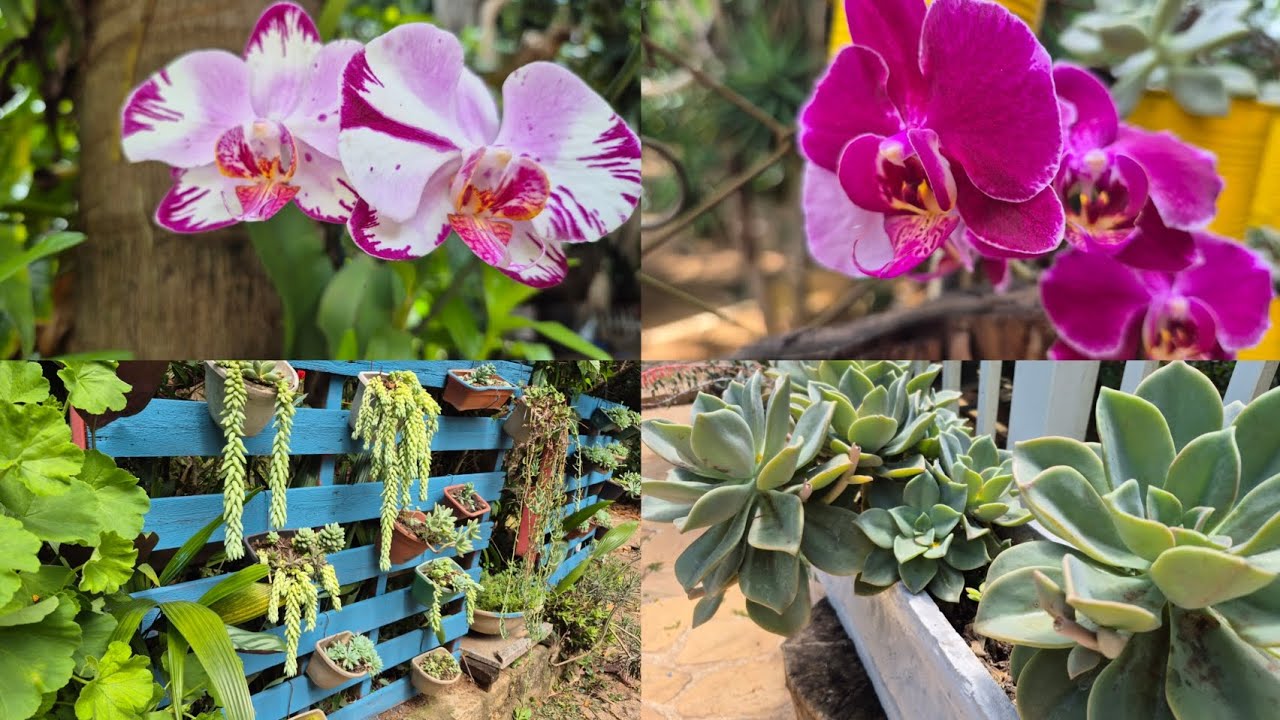 TRANSFORMAÇÃO SURPREENDENTE! RESTAURANDO PALETES VELHOS FAZENDO  CANTINHOS ENCANTADORES E ORQUÍDEA🪻