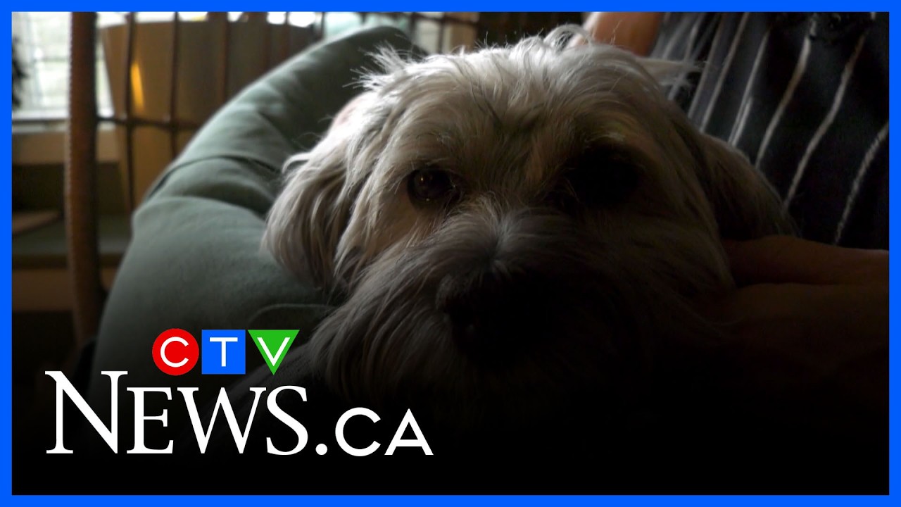 ElderDog volunteers needed