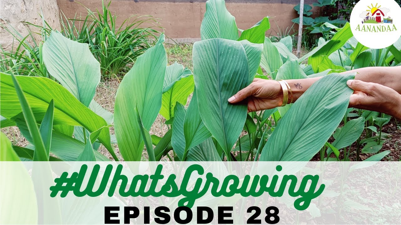 EP 28 | #WhatsGrowing in the Zone 1 Mango Grove [Aug 2023]