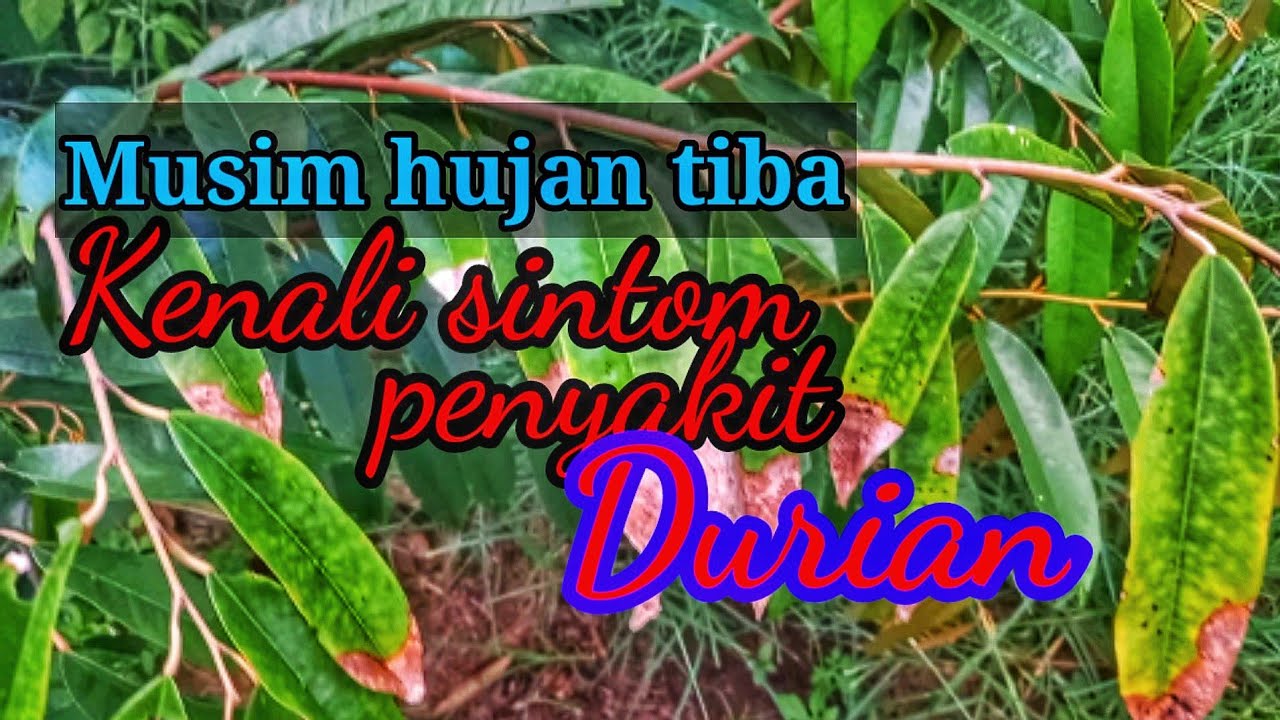 Mengenali penyakit kulat durian dan cara rawatanya