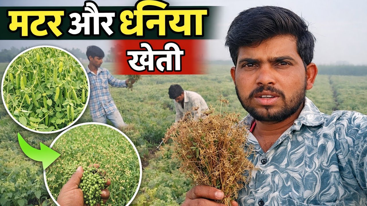 गुजरात मे जीरा धनीया और मटर अन्य खेति बोइ है🥰Aadivasi kuwrasingh mawda blog video🥰 Gujarat me jeera