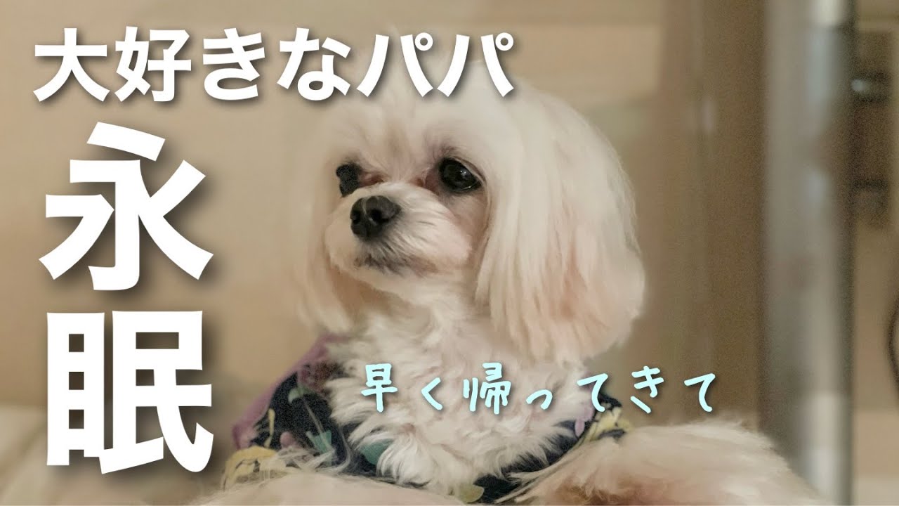 飼い主に先立たれた犬はこんなに悲しみます【衝撃の遺書】【永遠のお別れ】