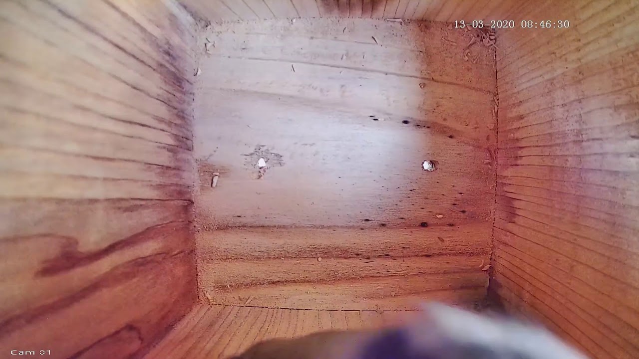 IP Nest Box Camera - Blue Tit's Second Visit