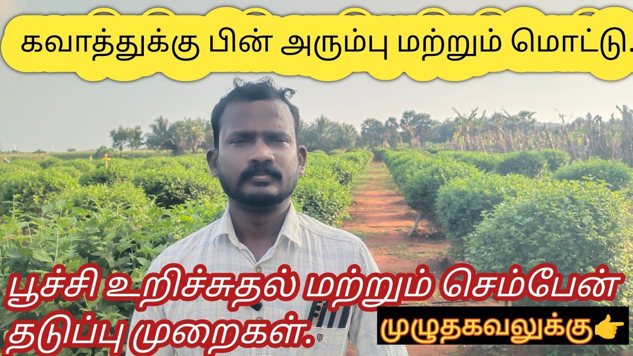 💫மல்லிகை கவாத்துக்கு பிறகு அரும்பு முதல் பூ வரை முழுமையாக எடுக்க தேவையான மருந்து மற்றும் பராமறிப்பு💢