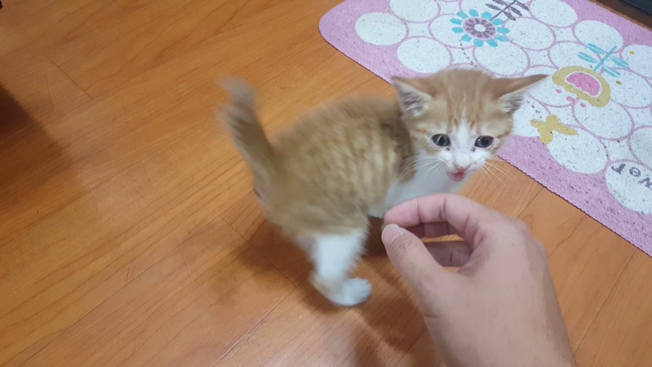 🍠 닝겐에게 괴롭힘 당하는 아기고양이. 그만좀 괴롭혀라...