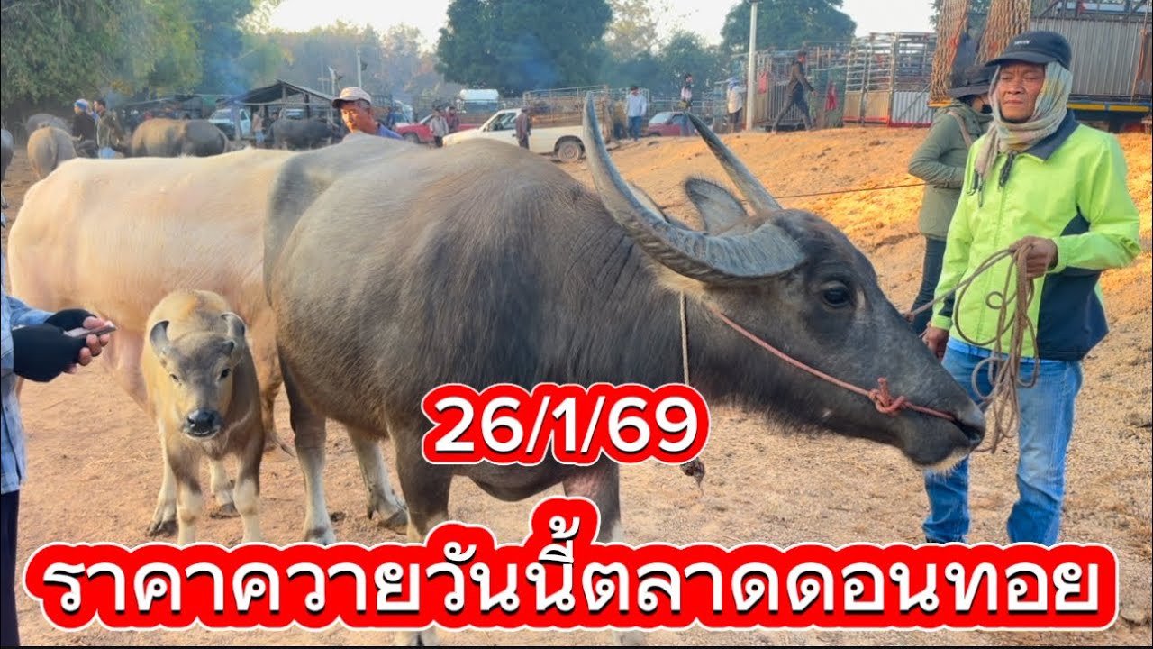 ลุงวิมลเลาะชมบรรยากาศชื่อขายควายตลาดดอนทอย อ.อากาศ จ.สกลนคร #ราคาควายวันนี้ 26/1/69
