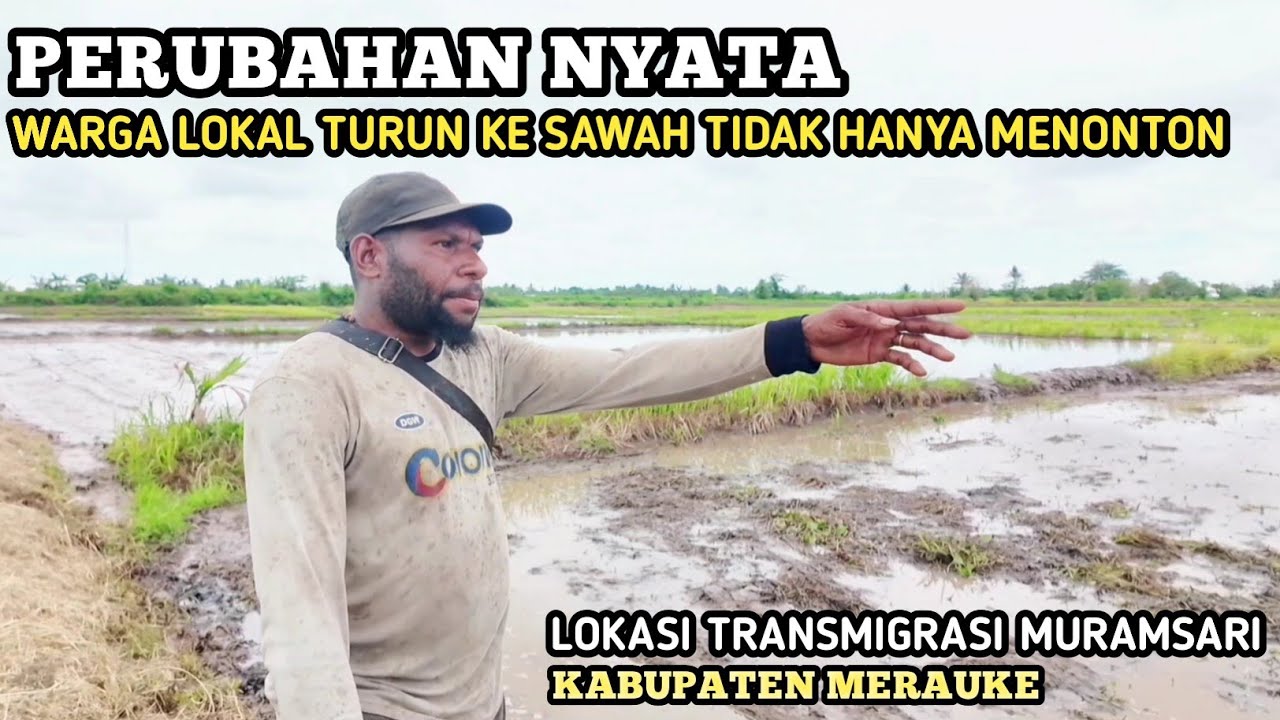 PERUBAHAN NYATA WARGA LOKAL TURUN SAWAH BUKAN MENJADI PENONTON.TRANSMIGRASI MURAMSARI MERAUKE