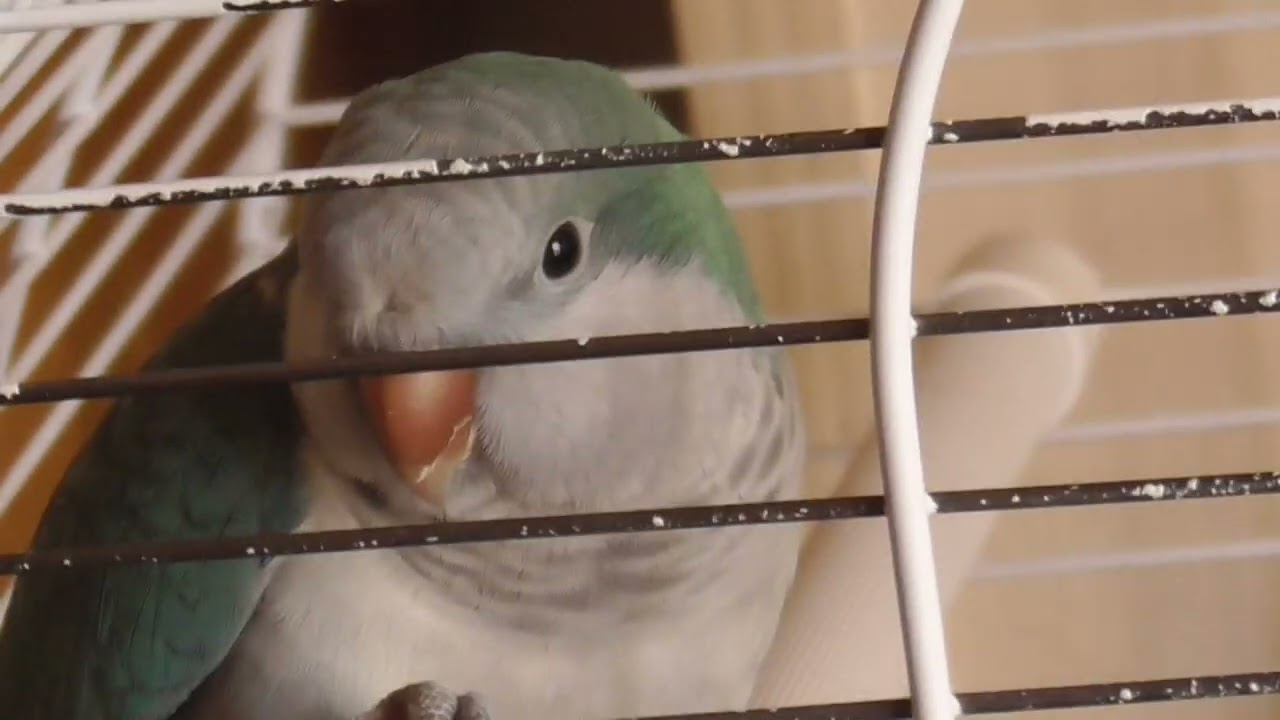IL PARROCCHETTO PEDRO 1