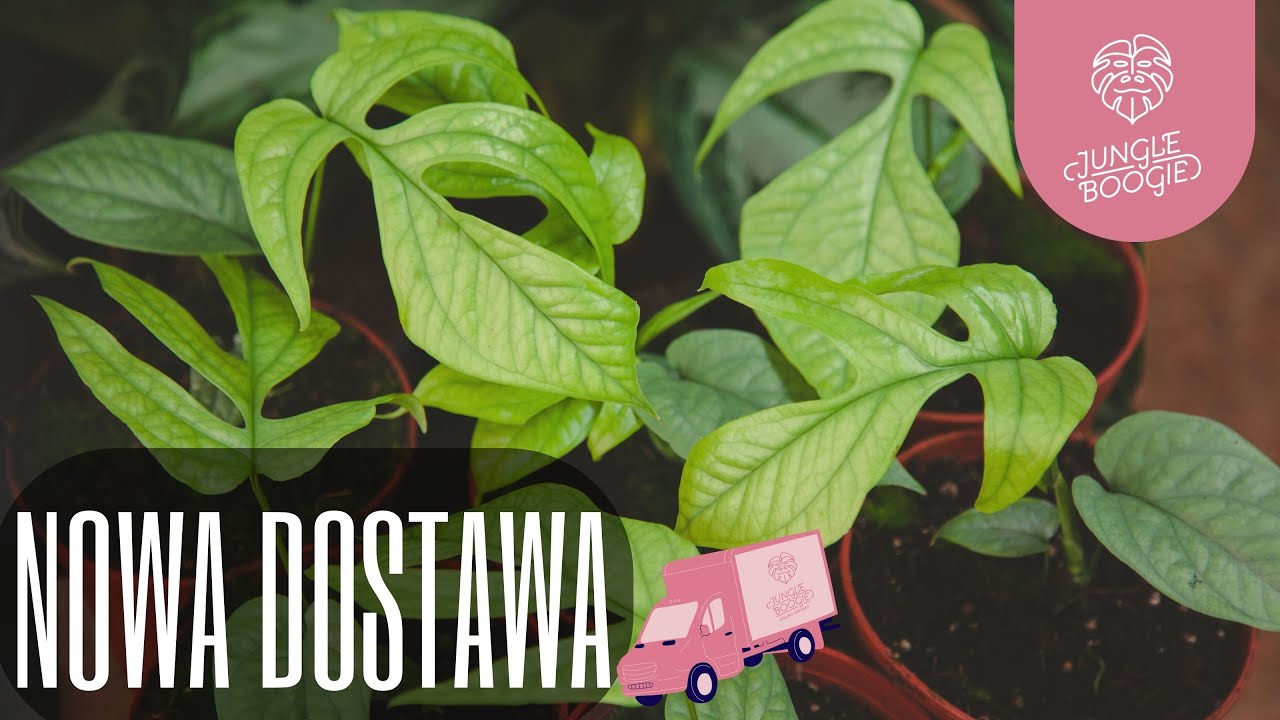 Majówka z Jungle Boogie, czyli nowa dostawa a w niej niesamowite Amydrium Silver i Begonia Ferox💚✌️