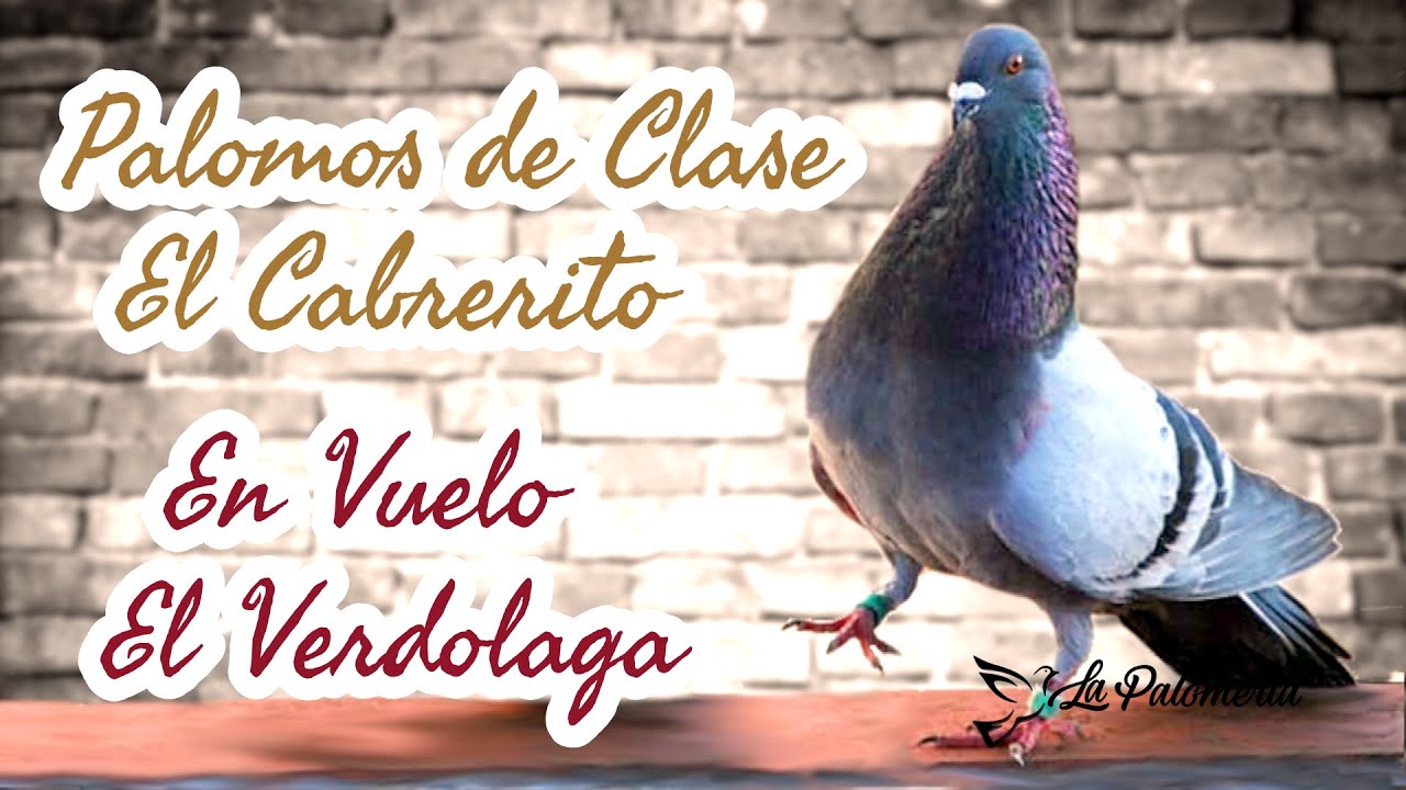 Palomos de Clase El Cabrerito v09 🔝💯