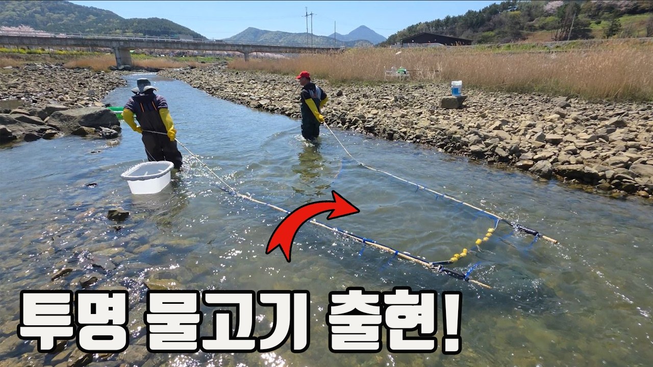 하천에 신비한 투명물고기가 발견됐다고해서 가봤더니...