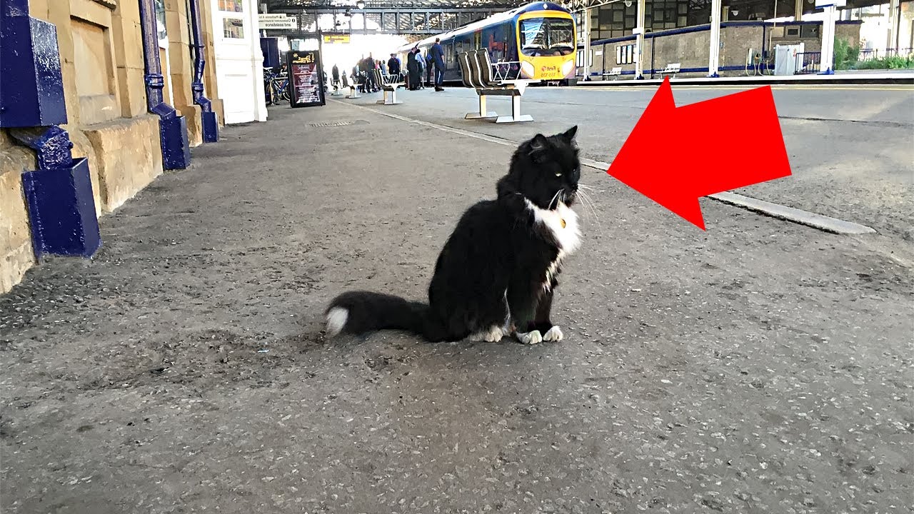 This Little Cat Found Shelter In A Train Station, 5 Years Later? She Got The Purr-fect Promotion