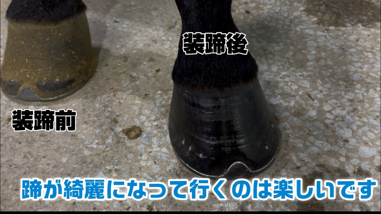 馬の蹄が綺麗になって行くのは楽しいです👍