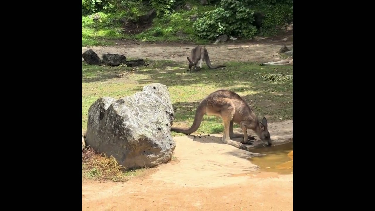 Trip to Auckland zoo with family 