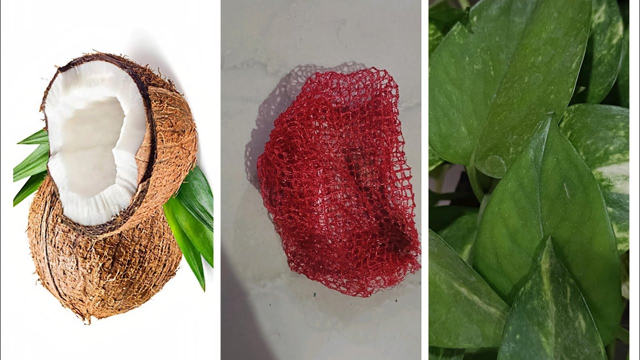  घर में रखी बेकार चीजों से बनाइए मनी प्लांट के लिए जापानी गमला #diy #reuse 