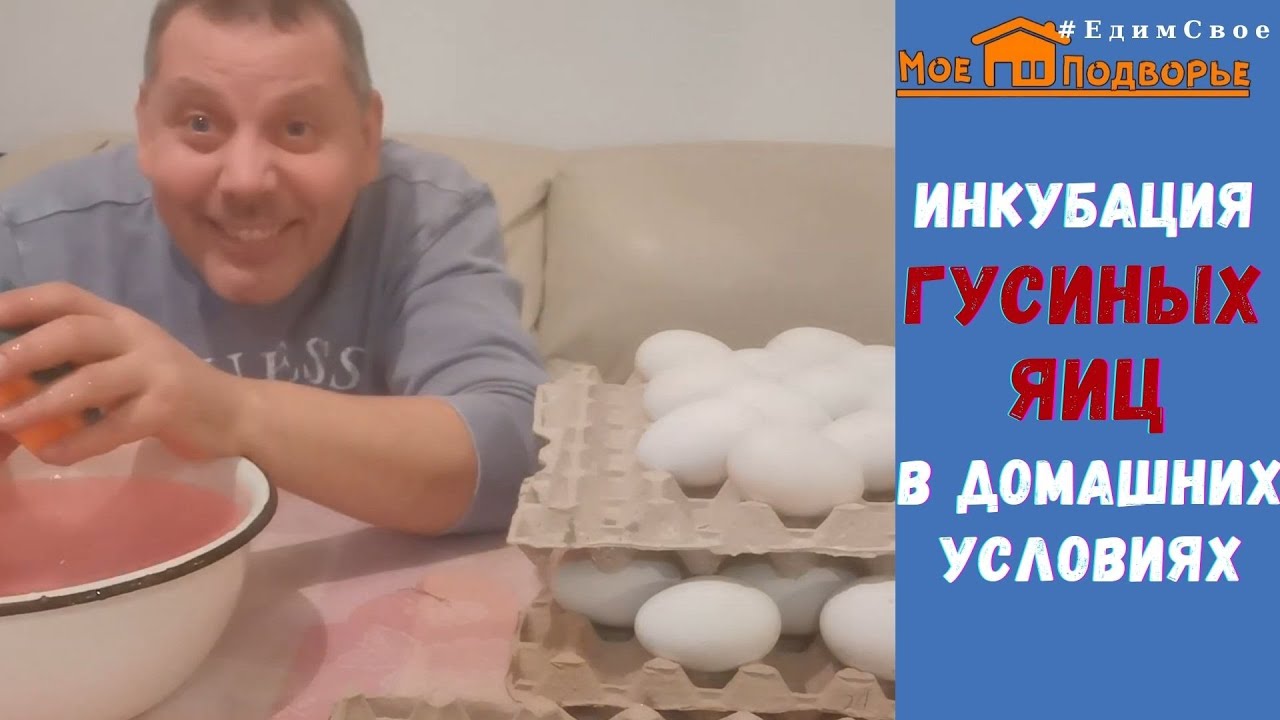 Инкубация гусей в домашних условиях. 