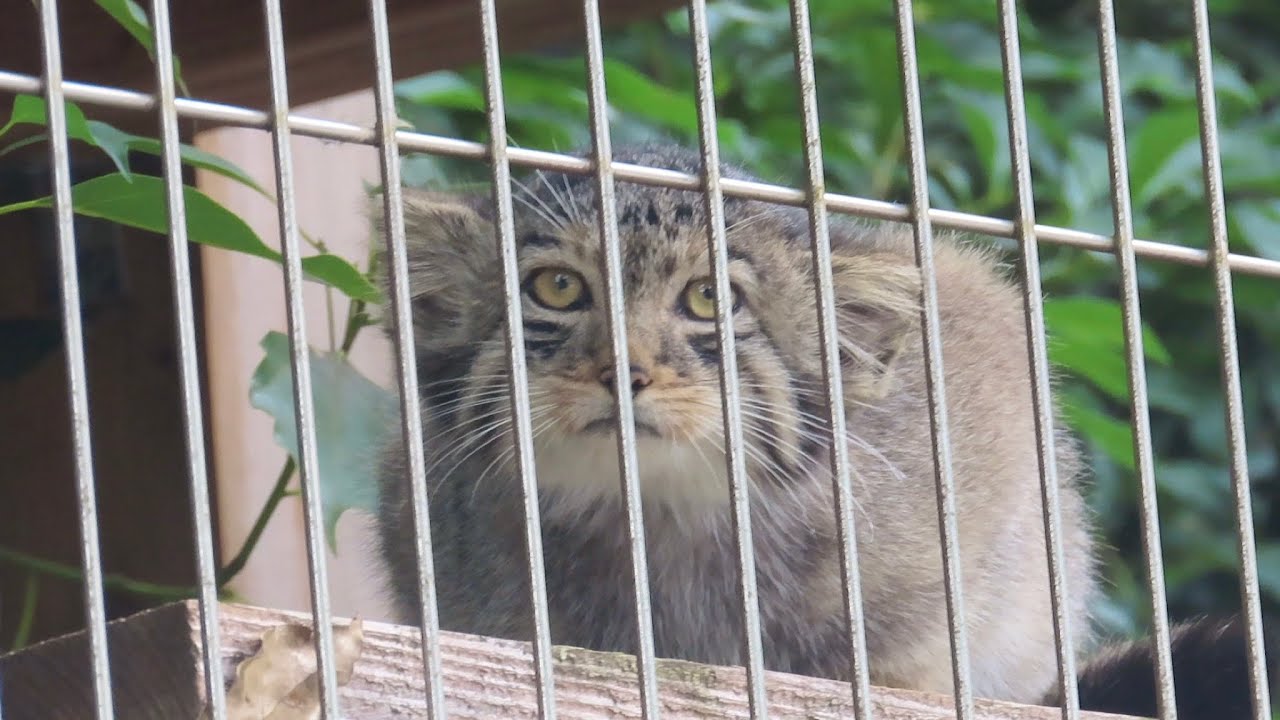 じゃれあうマヌルネコの赤ちゃん🐱とびきり可愛い！3頭の性別判明♂エルとミーニャの仔【東山動植物園】