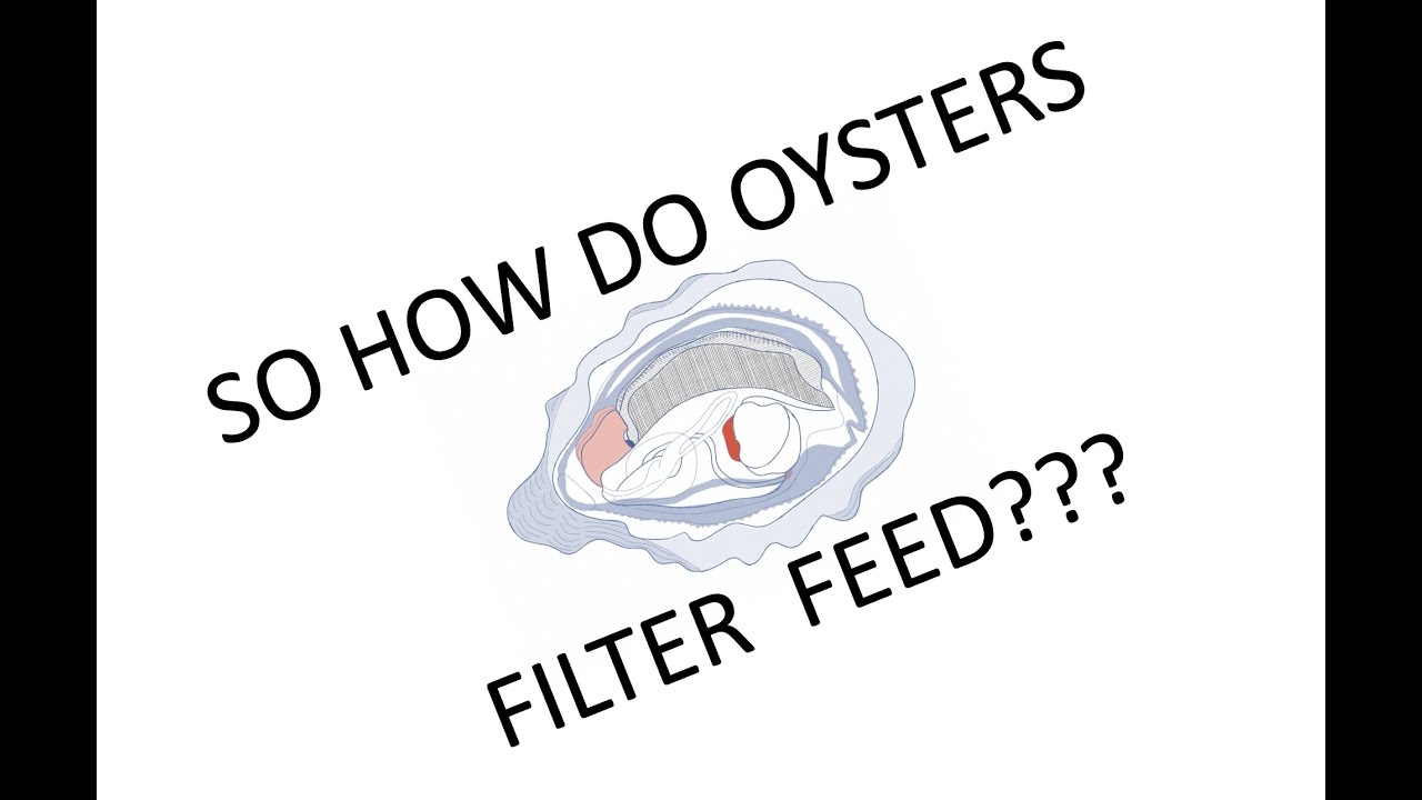 Oyster Filter Feeding Explained