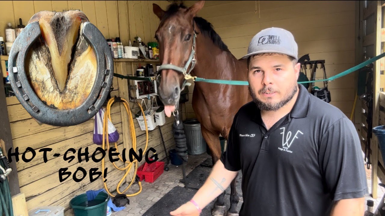 Full Hoof Restoration!!Bob gets another Refit-Refitting a jumping horses Shoes!