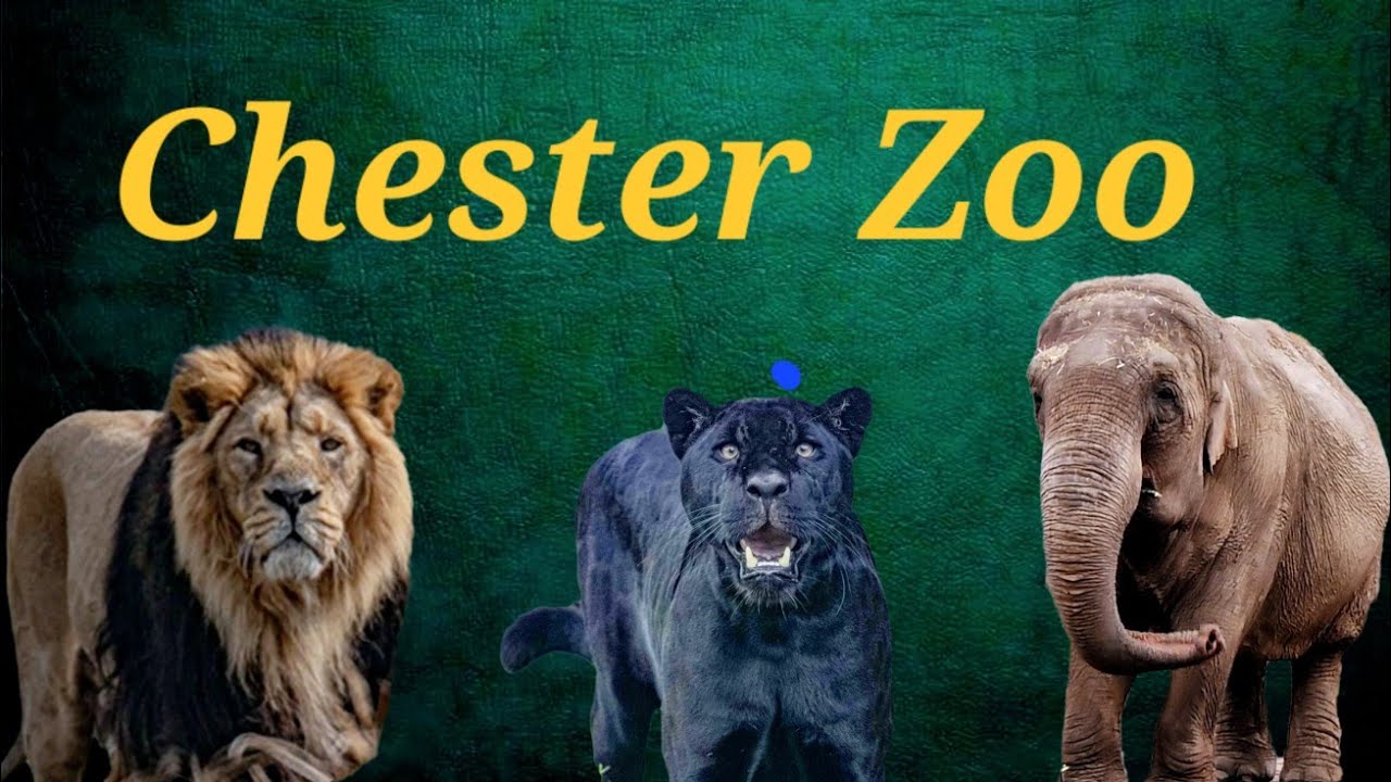 Chester Zoo #entertainment #music #chesterzoo #dayout #couple #uk