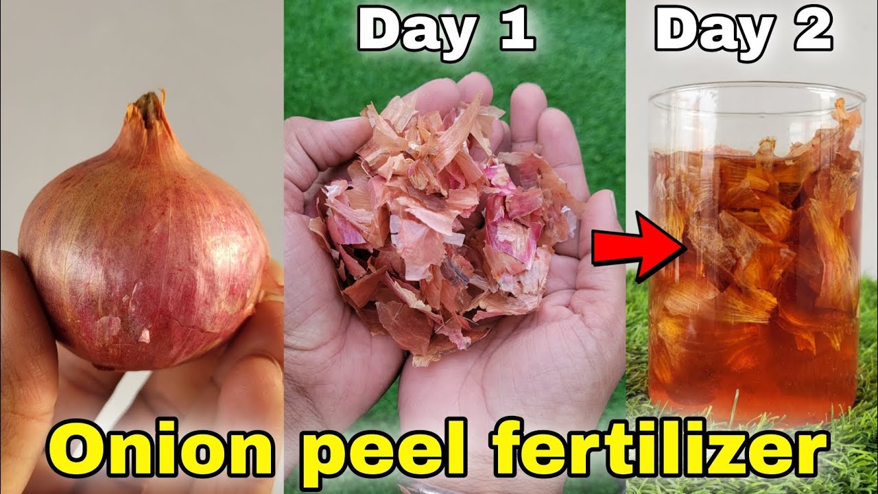 How to make onion peel fertilizer for plants/ Garden