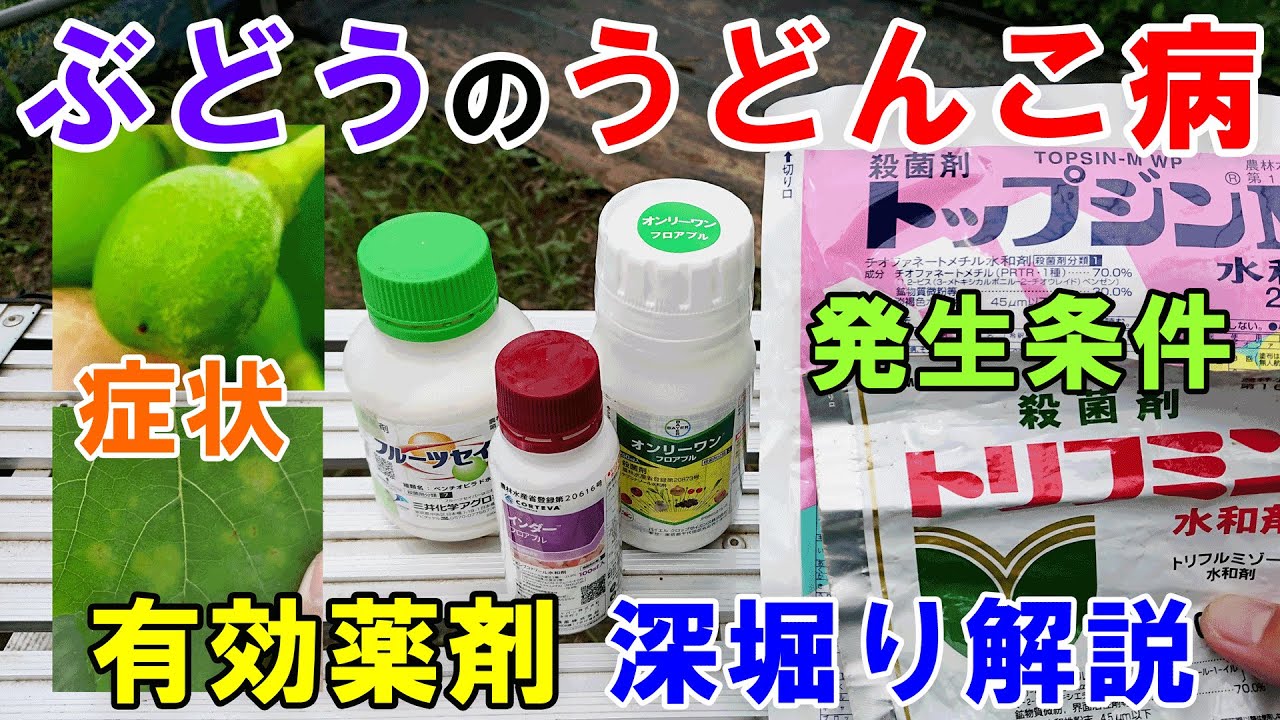 ぶどうのうどんこ病　症状・発生条件・予防と治療に有効な殺菌剤と防除について解説