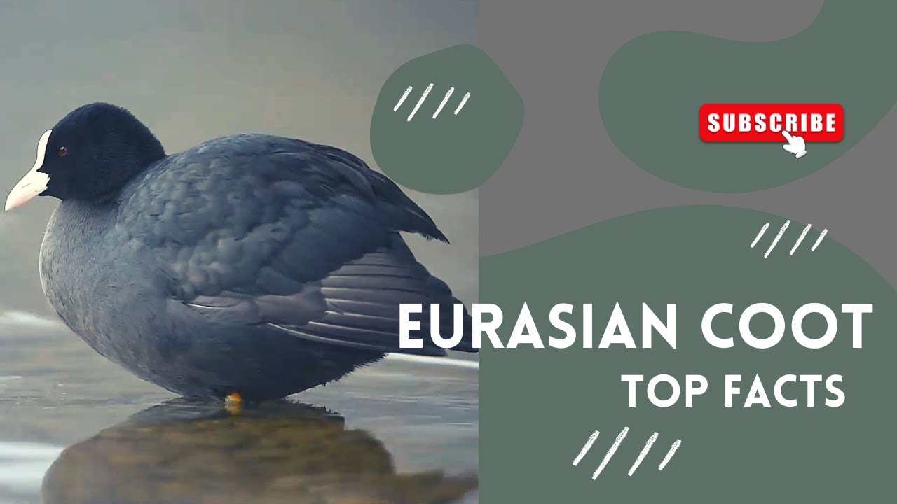 Eurasian coot facts | common coot | Australian coot