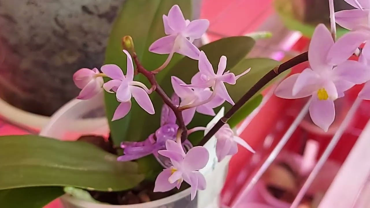 Ph. equestris 