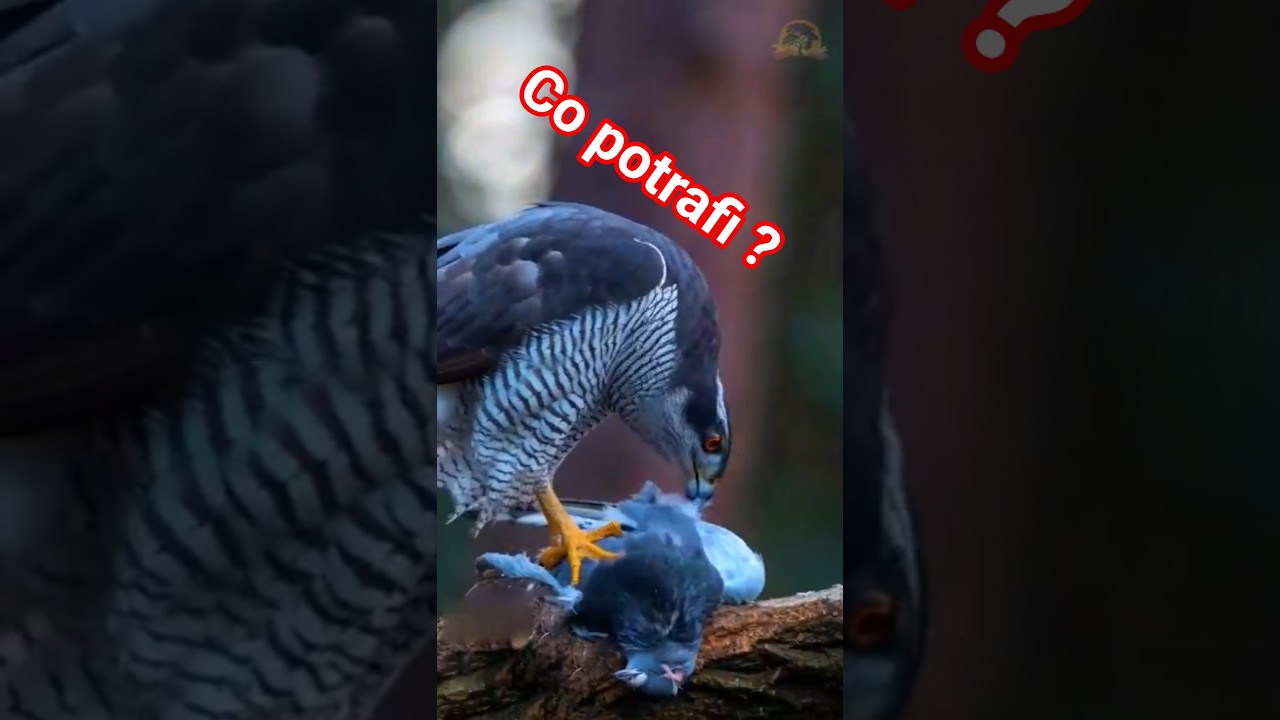 🦅 Myślisz, że znasz jastrzębia? Zobacz  4 ciekawostki #jastrząb, #przyroda, #ptakidrapieżne