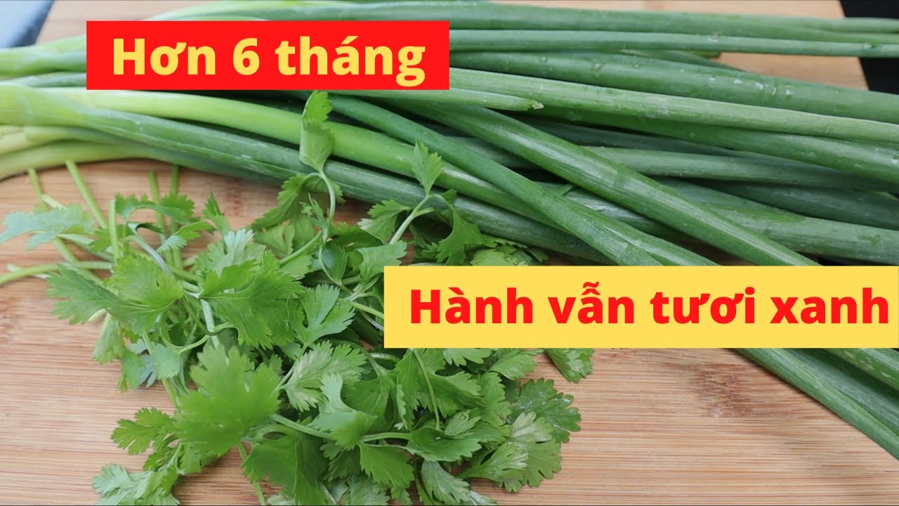 Cách bảo quản hành lá, ngò tươi lâu không mất mùi - Mai Khôi.