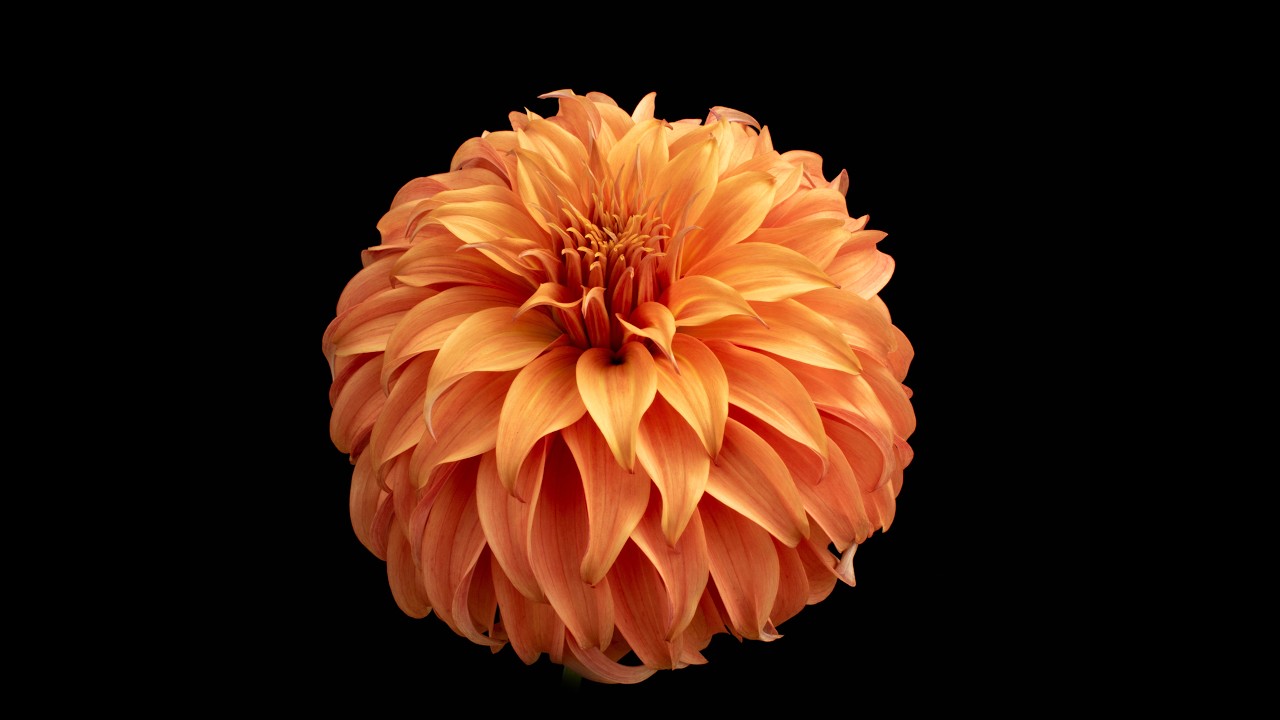 2025 American Dahlia Society Photo Contest