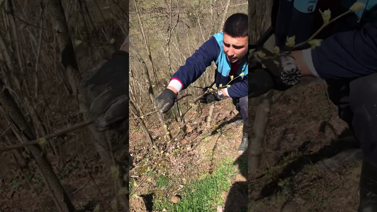 #FINDIK ŞEKİL BUDAMASI 3-4 YIL SONRASI 🌳