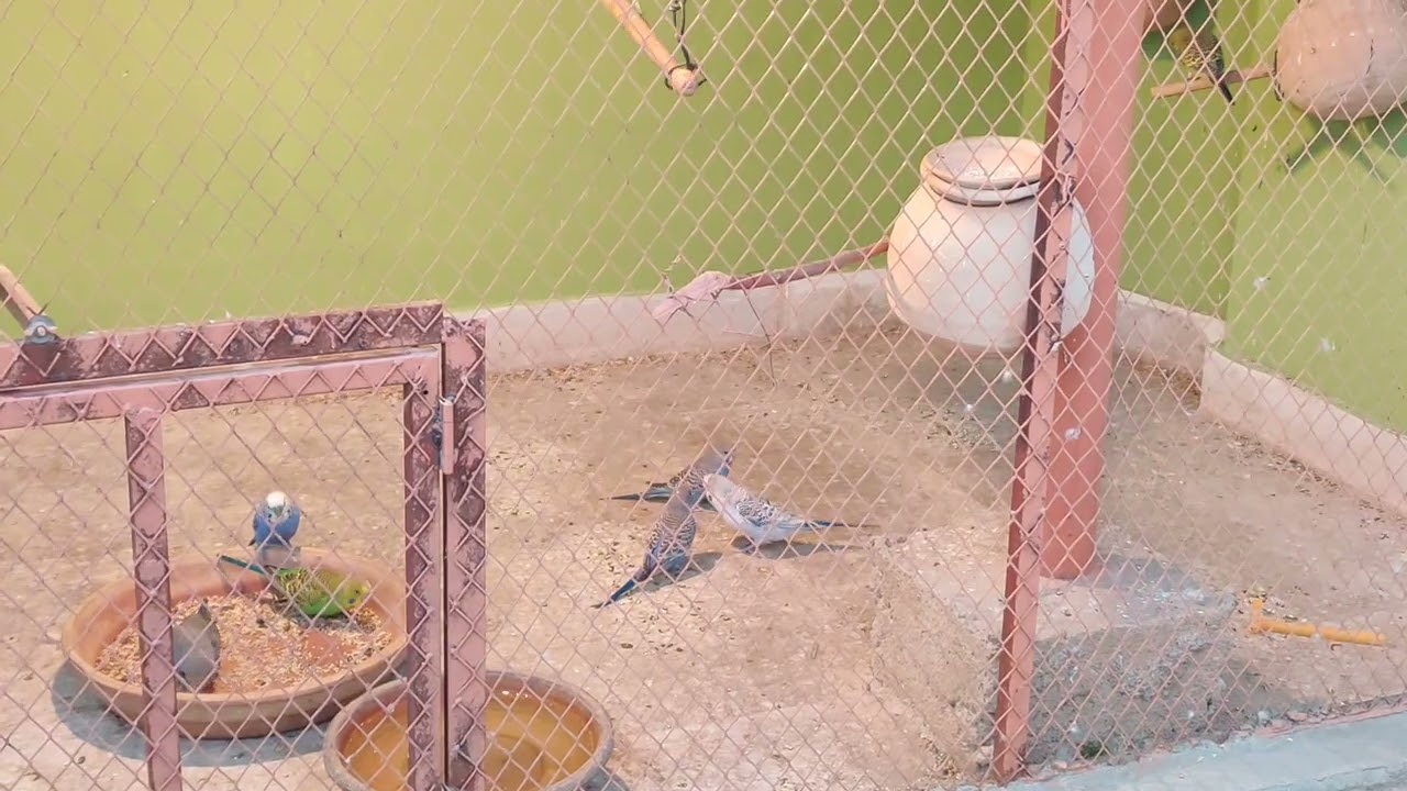 DAY 86🦜 24 RAMADAN 😍 #birds 👉@ansarak7747  #budgies #parrot #minivlog #foryou 