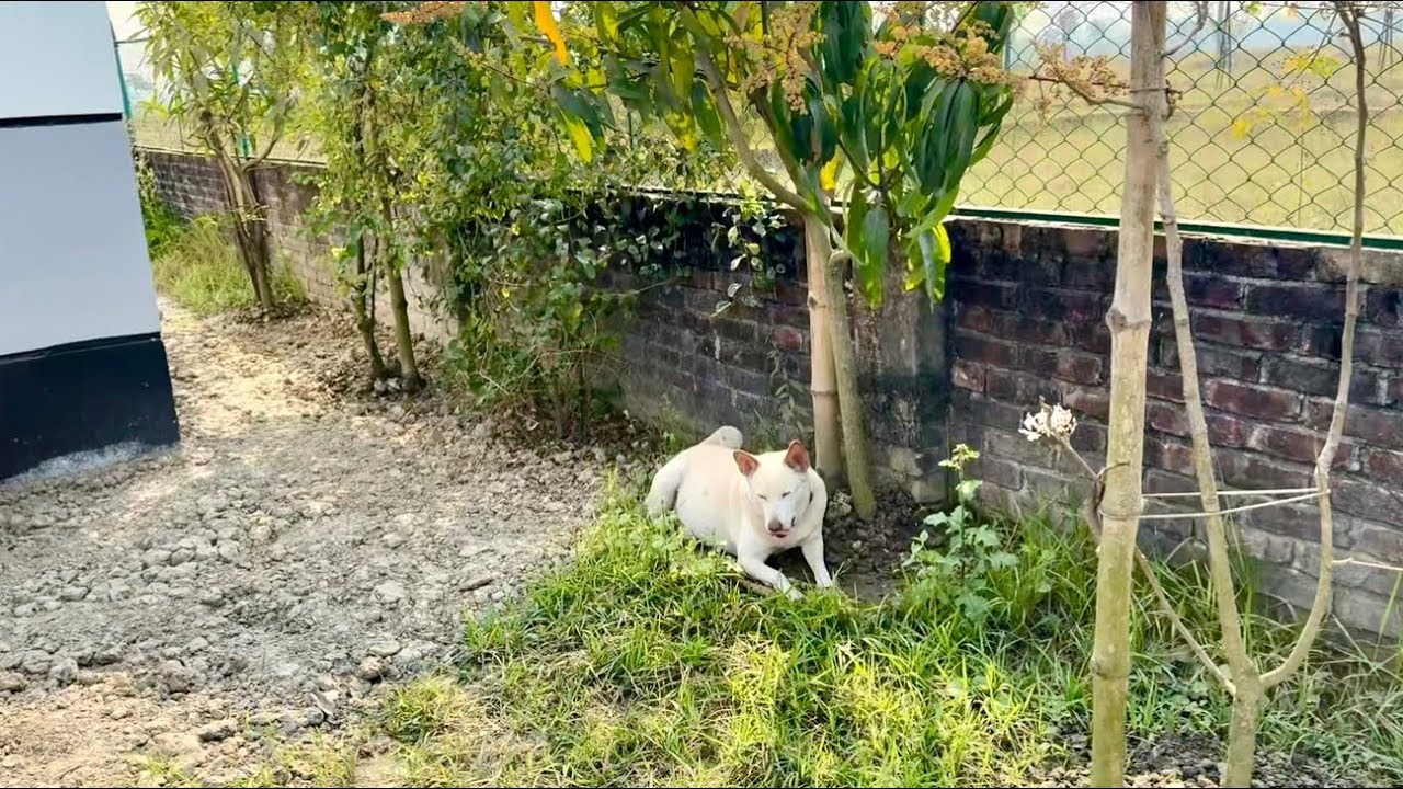 প্লটে গিয়ে শান্তি ফুল চার্জ | A full charge of peace at the plot | #Purbachal #PeacefulVibes