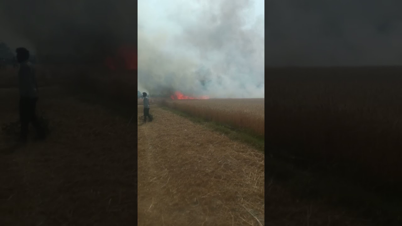 destroyed wheat crops burn bistoli village aligarh up