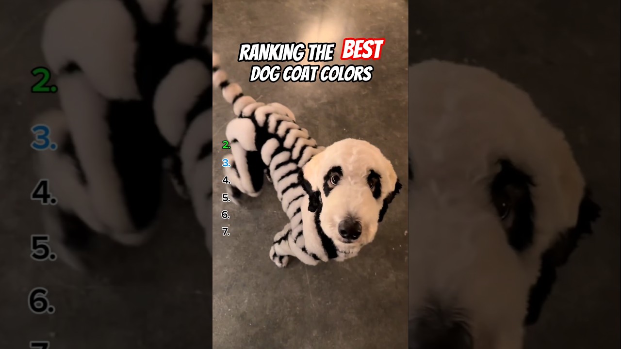 Ranking the best dog coat colors! 🙀🌈