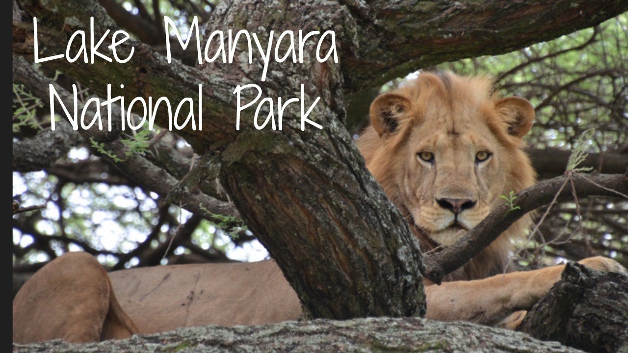 Lake Manyara National Park | Tanzania Safari Diary Day 7 | Ali Coultas