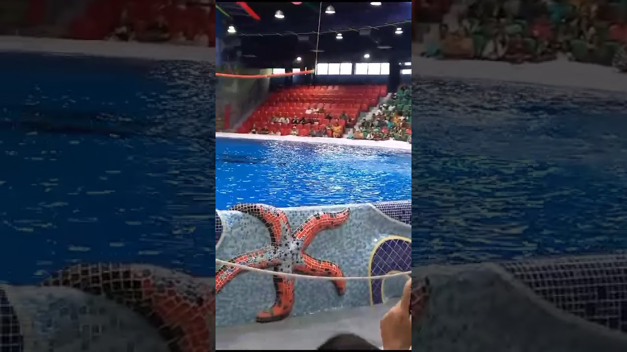 Dolphins in action @Dubai