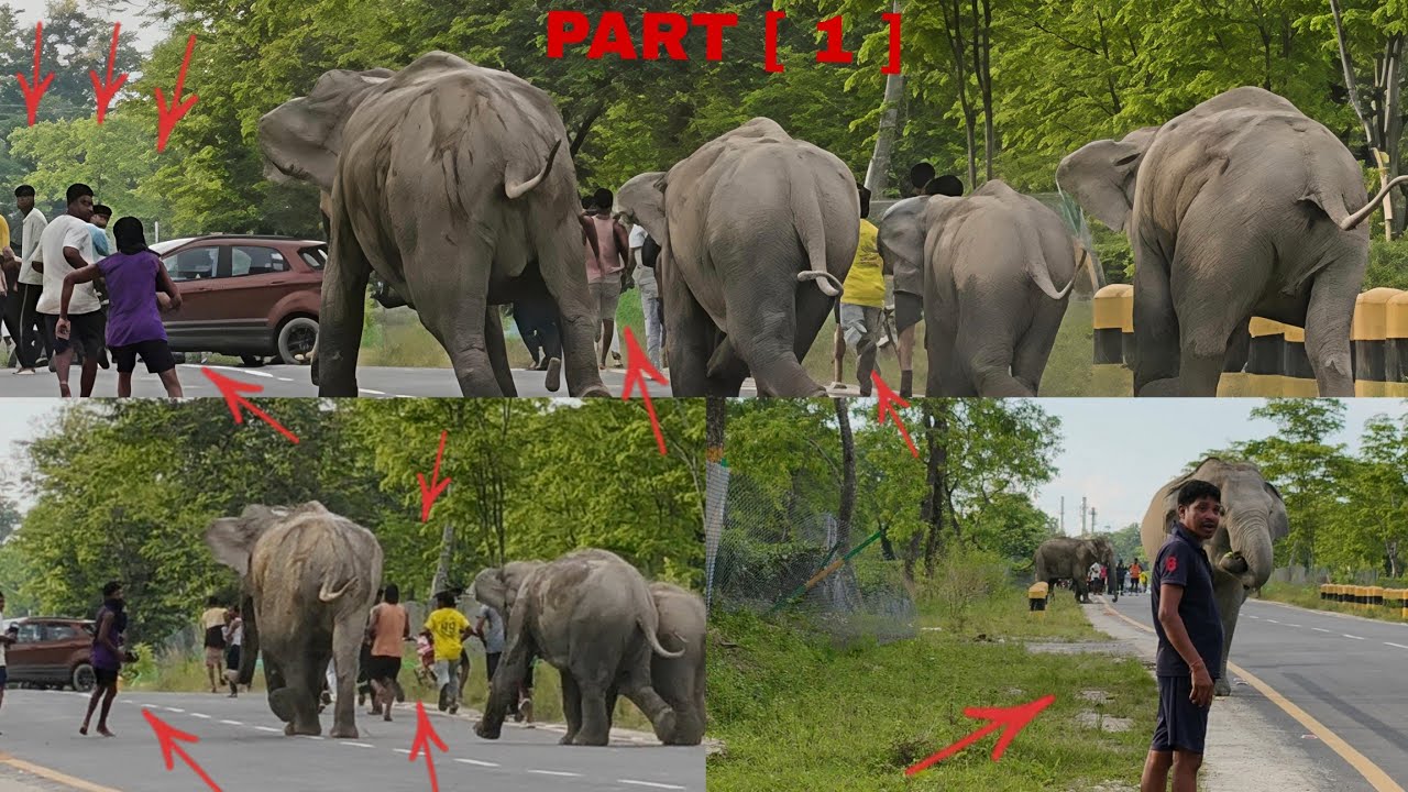 Elephant comes running from the tea garden side, attacks humans on NH 37, highway traffic  (part 1)
