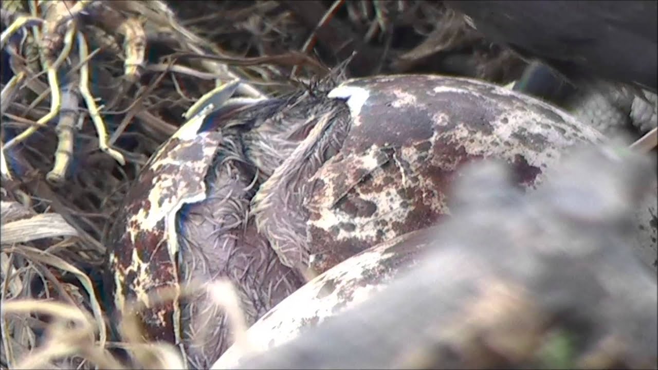 First chick hatching - June 28th, 2013