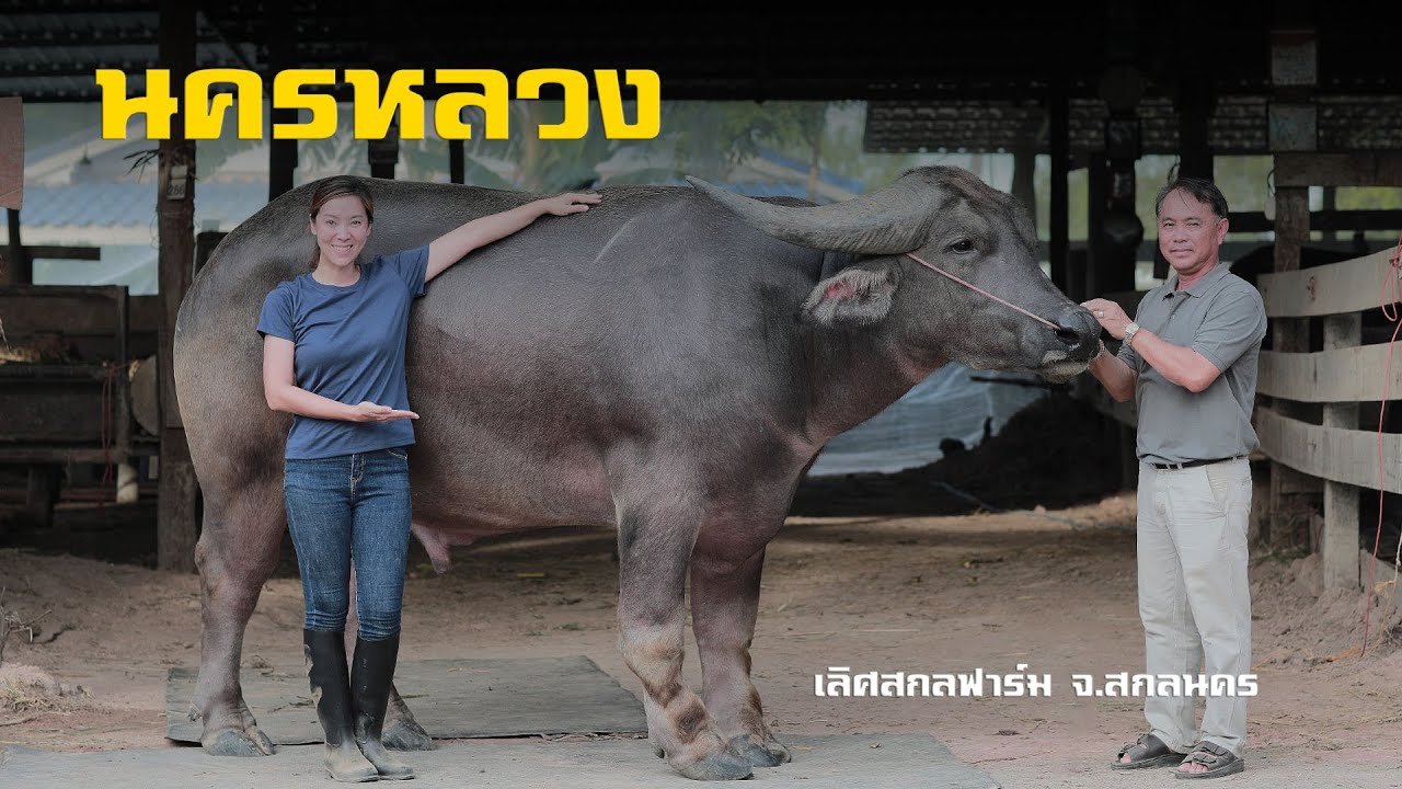 นครหลวง เลิศสกลฟาร์ม จังหวัดสกลนคร