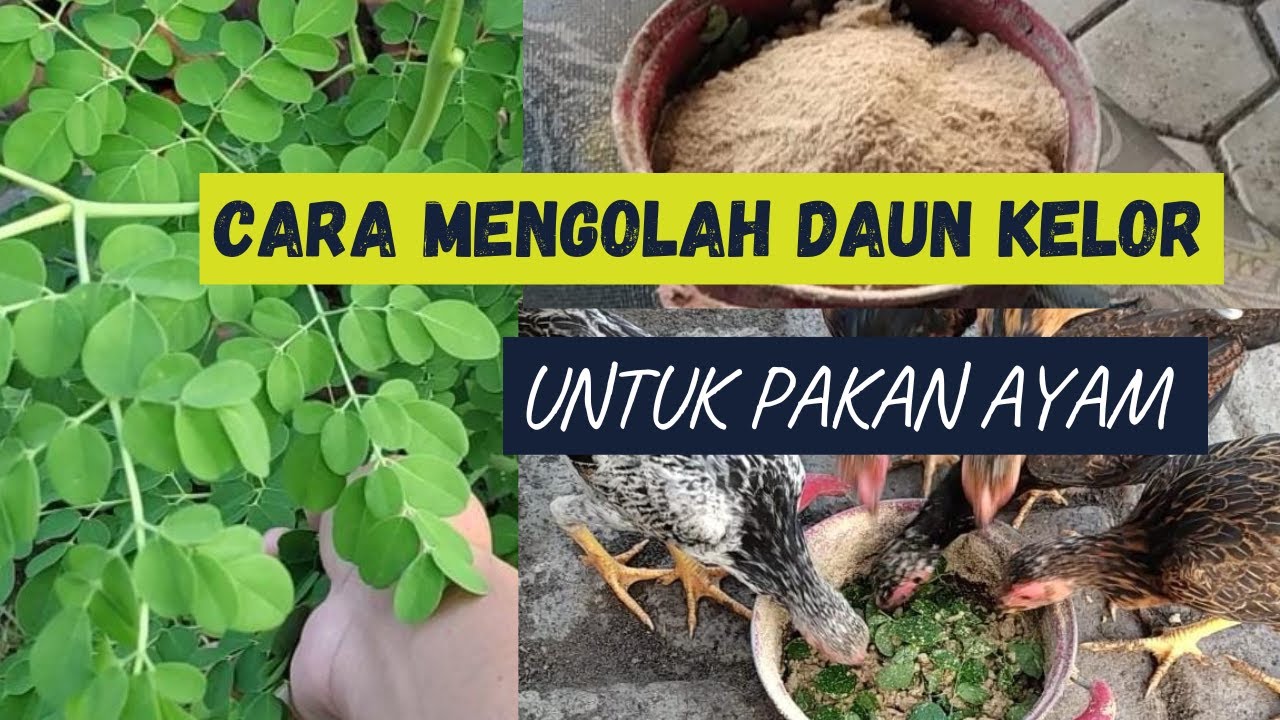 CARA MENGOLAH DAUN KELOR UNTUK PAKAN AYAM, KUAK MANFAATNYA